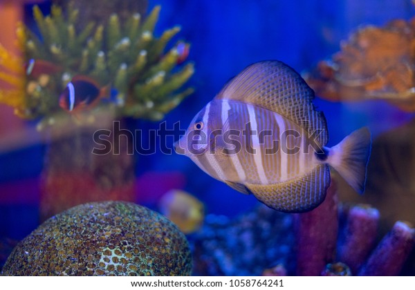 Colorful Saltwater Fish Aquariumbeautiful Aquarium Decoration Stock Photo Edit Now 1058764241