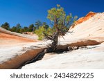 Colorful Sandstone formations of the White Domes near Hildale Utah USA                            