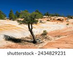 Colorful Sandstone formations of the White Domes near Hildale Utah USA                            