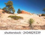 Colorful Sandstone formations of the White Domes near Hildale Utah USA                            