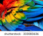 Colorful of Scarlet macaw bird