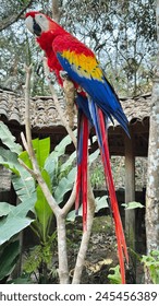 Colorful scarlet macaw in Macaw Mountain Bird Park in Honduras Arkivfotografi
