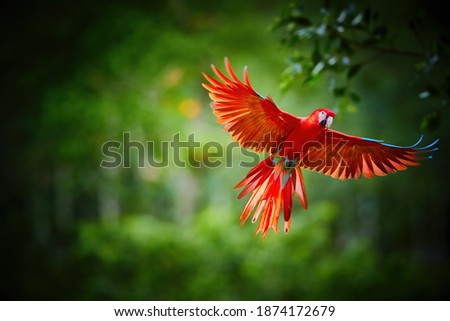 Colorful Scarlet Macaw parrot, flying directly at camera. Bright red and blue South American parrot, Ara macao, flying with outstretched  wings. Dark green rain fores background. Peru, Amazon basin.