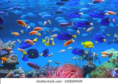 28,895 School aquarium fish Images, Stock Photos & Vectors | Shutterstock