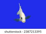 A colorful Sciaenochromis Snow white cichlid on isolated blue background. Malawi cichlid is endemic to Lake Malawi. it is an African cichlids in Cichlidae family.