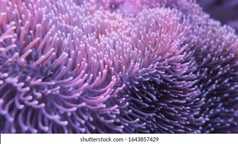 Colorful Sea Anemones On The Sea Floor