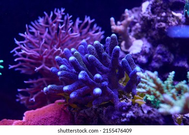 Colorful Sea Corals And Marine Animals Acropora Millepora