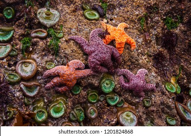 Colorful sea life exposed on rocks at low tide - Oregon coast