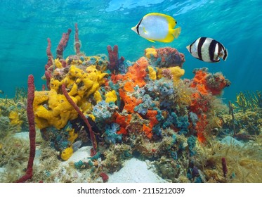 Colorful Sea Life Underwater, Various Sponges With Tropical Fish, Caribbean Sea