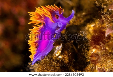 Colorful sea slug in the underwater world. Sea slug underwater. Underwater sea slug. Sea slug in macro