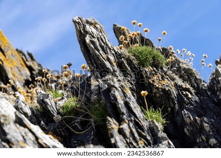 Colorful Sea Thrift flowers and lichen growing on Isle of Colonsay rocks at shore of Kiloran Bay in Scotland UK