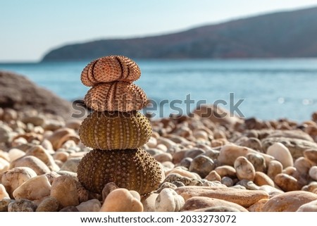 Colorful sea urchin shells (skeletons) close-up on pebble stone beach on Aegean sea in Greece. Spiny, globular animals, echinoderms round hard shells