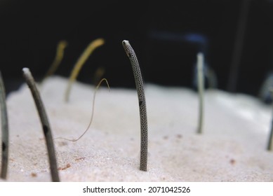 Colorful Sea Worm In Sand