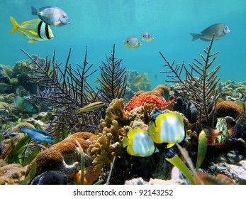 Colorful Seabed Corals Tropical Fish Caribbean Stock Photo 92143252 ...