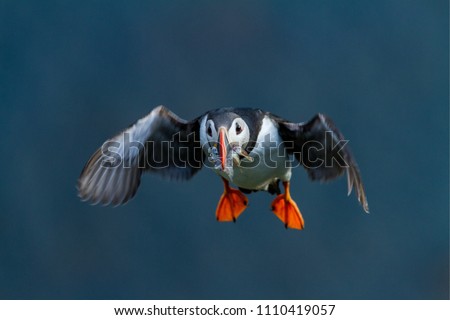 Colorful seabird, Fratercula arctica, Atlantic puffin with small sandeels in its beak flying against dark blue ocean. Close up photo. Wild Atlantic Puffin with fish and outstretched wings.