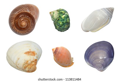 Colorful seashells on a white background