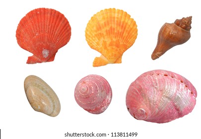 Colorful seashells on a white background