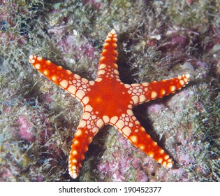 Colorful Seastar (Linkia Laevigata) Clings To A Diverse Coral Reef.