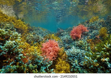 Colorful Seaweeds Underwater In The Ocean, Eastern Atlantic Algae, Spain