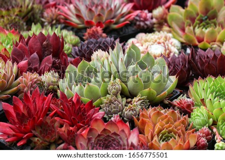 Colorful Sempervivum - houseleek plants sitting in ther natural Environment in a rockery garden 