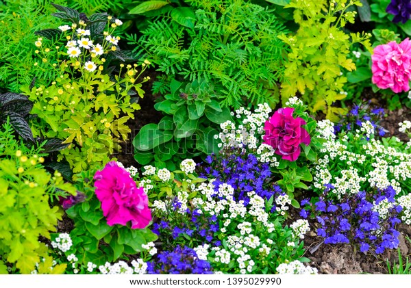 Colorful Set Various Summer Garden Flowers Stock Photo Edit Now 1395029990