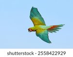 Colorful Shamrock Macaw parrot flying in the sky. Free flying bird