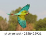 Colorful Shamrock Macaw parrot flying in the sky. Free flying bird