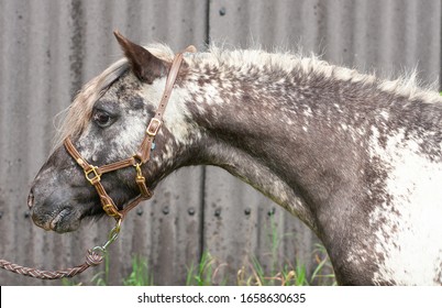 colorful shetland pony stallion head shot portrait with long neck