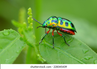 Colorful Shield Bug - Shutterstock ID 228345439