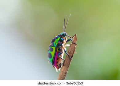 150 Bug on mimosa tree Images, Stock Photos & Vectors | Shutterstock