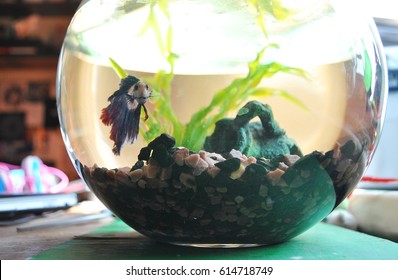 Betta Fish Bowl Hd Stock Images Shutterstock