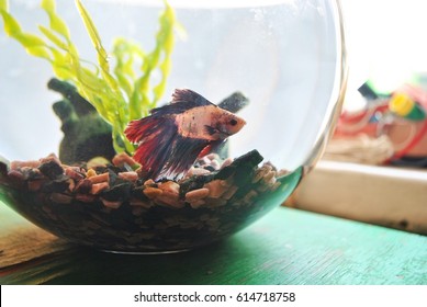 Betta Fish Bowl Images Stock Photos Vectors Shutterstock