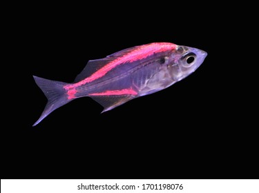 Siamese Glassfish Images Stock Photos Vectors Shutterstock