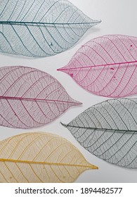 Colorful skeleton leaves in half with white background 