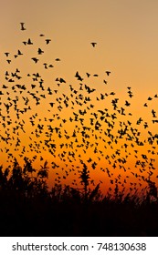 Colorful Sky And Bird Flock. Sunset Nature Background.