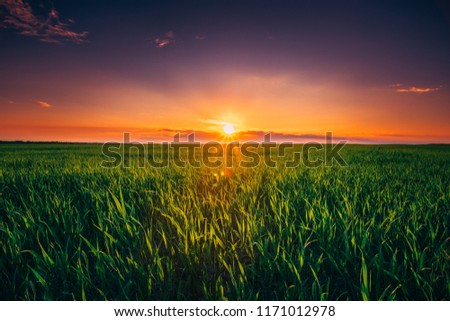 Colorful Sky In Sunset Dawn Sunrise Above Rural Landscape Of Green Wheat Field. Scenic Spring Meadow Landscape