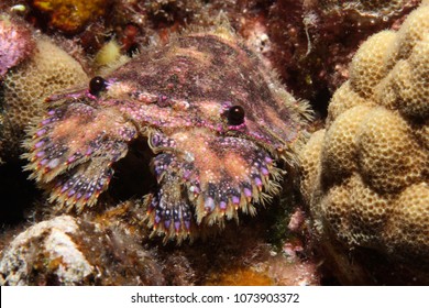Colorful slipper lobster with prominent eyes set against coral background, close-up, Hawaii.