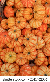 Colorful small ripe pumpkins up for sale at the pumpkin farm during harvest time