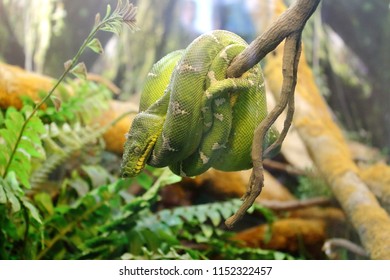 545 Emerald tree boa zoo Images, Stock Photos & Vectors | Shutterstock