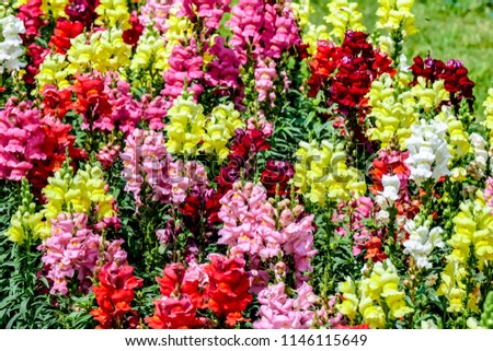 The colorful snapdragon flowers field in the garden background.
