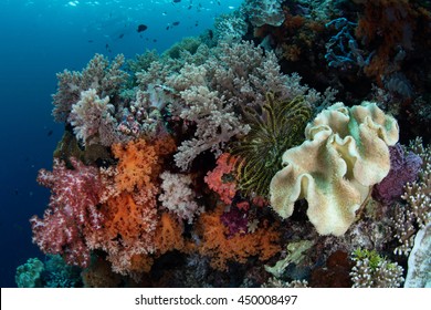Colorful soft corals grow on a healthy reef in Wakatobi National Park, Indonesia. This remote region harbors spectacular marine biodiversity and is a popular destination for divers and snorkelers.