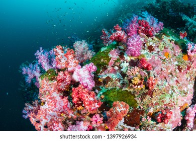 Colorful Soft Corals On A Murky Coral Reef (Black Rock, Myeik Archipelago, Myanmar)