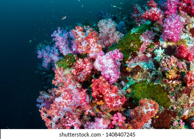 Colorful Soft Corals On A Murky Coral Reef (Black Rock, Myeik Archipelago, Myanmar)