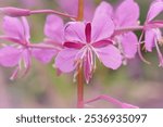 Colorful soft focus closeup on a pink flower of perennial Fireweed plant, Chamaenerion angustifolium in the forest