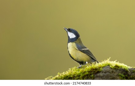 Colorful Songbird Great Tit Standing On A Mossy Rock, Isolated From Background, Copy Space