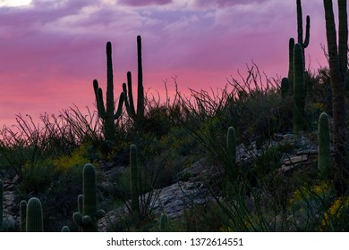 Colorful Sonoran Desert Sunset During Wildflower Season. Saguaro Cactus, Ocotillos And Beautiful Purple, Pink And Lavender Clouds In The Sky. Southwestern Landscape, Pima County, Tucson, Arizona. 2019