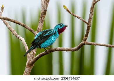 A colorful Spangled Cotinga, singing, in the Amazon rainforest