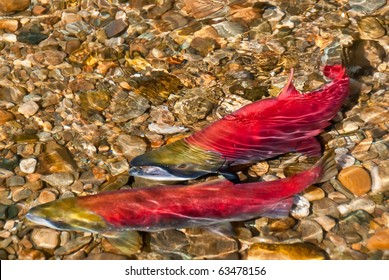 Colorful Spawning Salmon Swimming In River