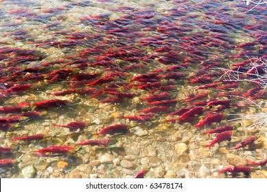 Colorful Spawning Salmon Swimming In River