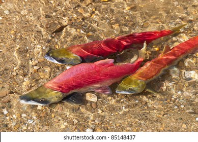 Colorful Spawning Salmon Swimming In River